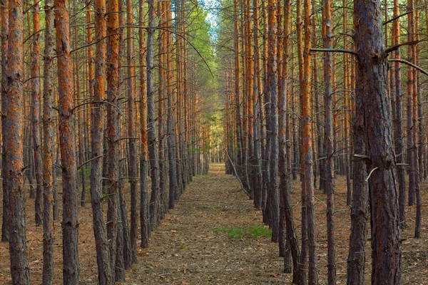 Svelte forêt de pins — Photo