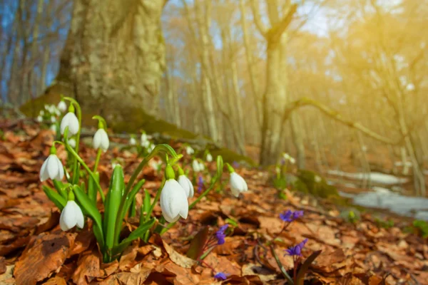 White snowdrops in a forest — Stock Photo, Image