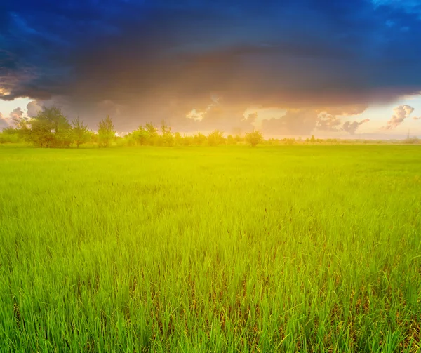 Grüne Wiesen beim dramatischen Sonnenuntergang — Stockfoto