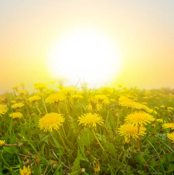 Yellow dandelions at the evening — Stock Photo, Image