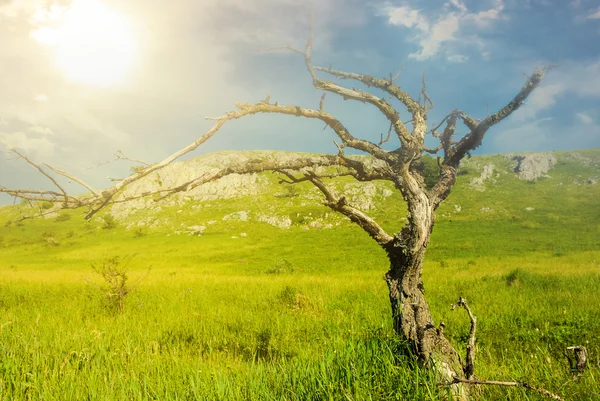 Albero secco in un raggi di sole — Stok fotoğraf