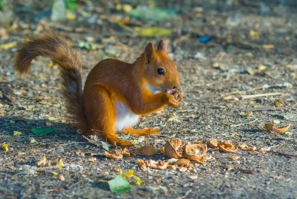Red squirrel gnaw a nut — Stock Photo, Image