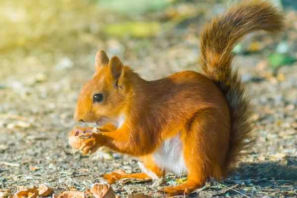 Red squirrel eat a nut — Stock Photo, Image