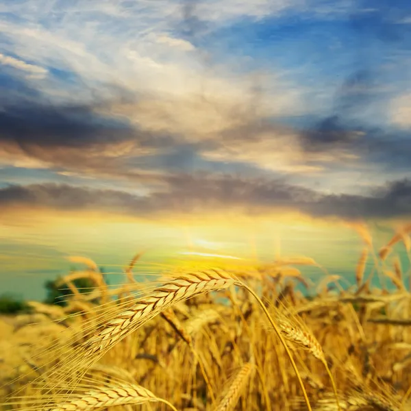 Wheat field at the evening — Stock Photo, Image