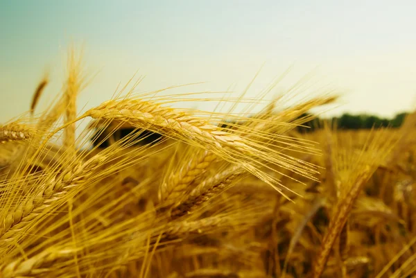 Closeup wheat ears — Stock Photo, Image