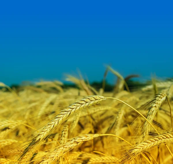 Campo di grano estivo — Foto Stock