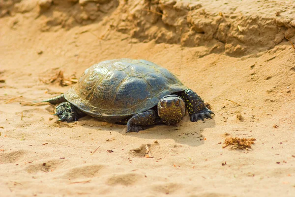 Turtle on a sand — Stock Photo, Image