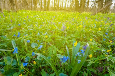 güneşli bir bahar orman sahne