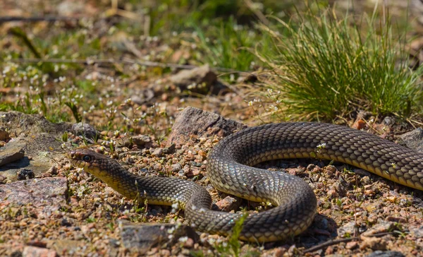 Serpent sur une pierre — Photo