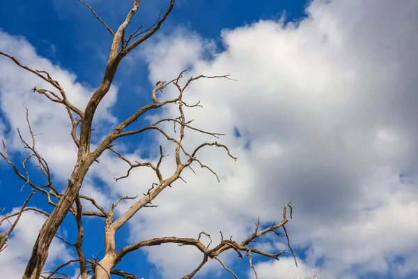Ramo de árvore seca em um fundo azul céu — Fotografia de Stock