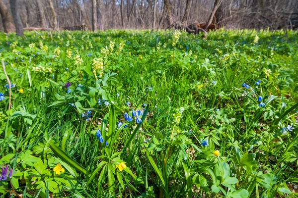 Green forest glade — Stock Photo, Image