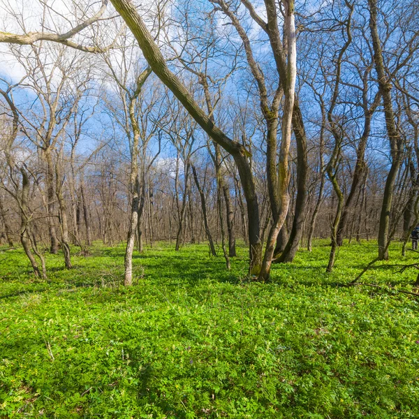 Primavera radura foresta — Foto Stock