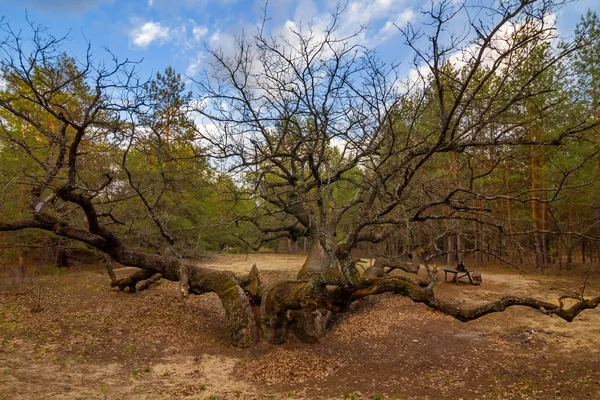 Stare ogromne dębowych w lesie — Zdjęcie stockowe