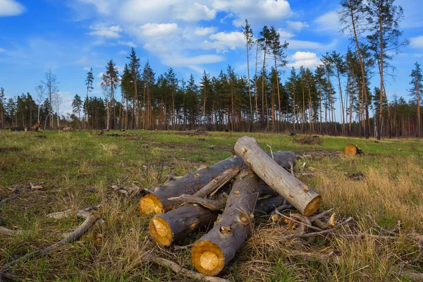 Heap of pine trunks in a forest — Stock Photo, Image