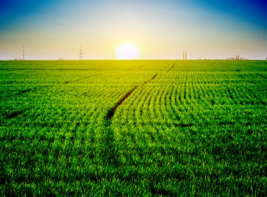 bir gün batımından önce yeşil alanlar