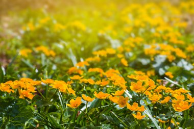 Güzel sarı bahar çiçekleri