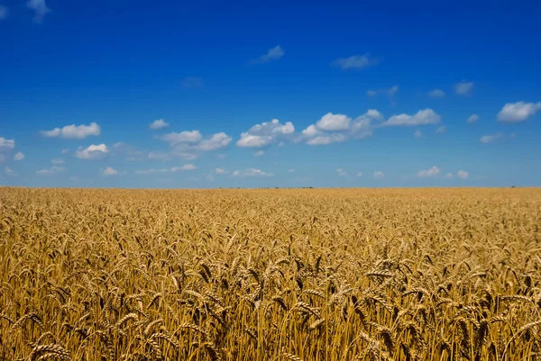 Sommerweizenfeld — Stockfoto