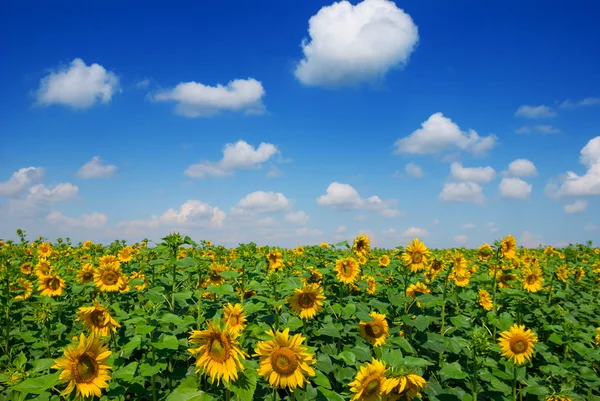 Zomer zonnebloem veld scène — Stockfoto