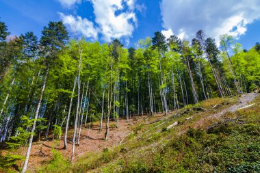 çam ormanları tepenin yamacında