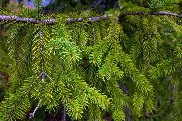 クローズ アップの松の木 — ストック写真