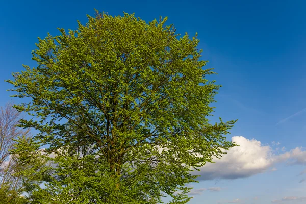 Albero verde su sfondo cielo blu — Foto Stock