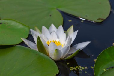 tatlı Beyaz nilüfer