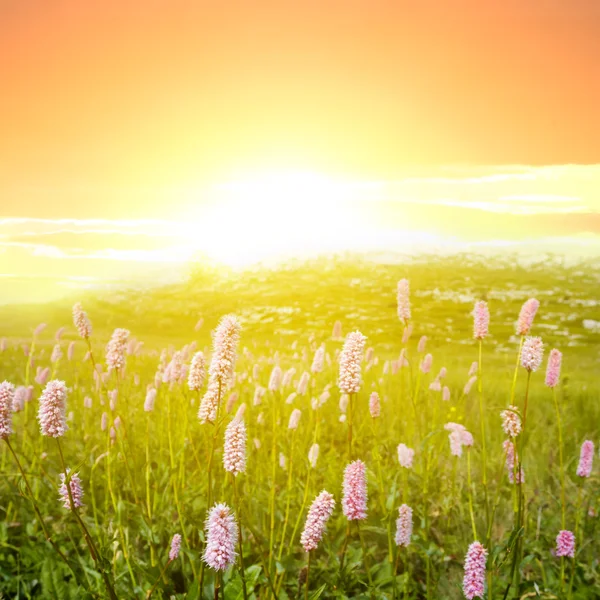 Gröna fält kväll scen — Stockfoto