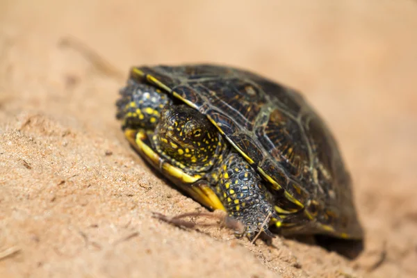 Petite tortue sur un sable — Photo