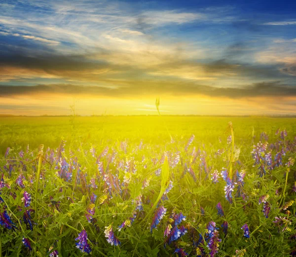 Campi verdi al mattino presto — Foto Stock