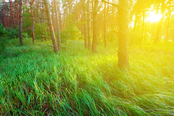 La radura verde della foresta la sera — Foto Stock