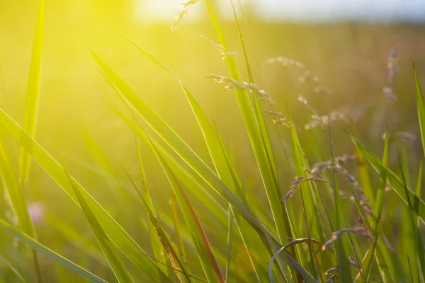 Closeup green grass — Stock Photo, Image