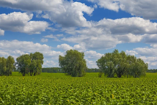 Verdi colline scenario rurale — Foto Stock