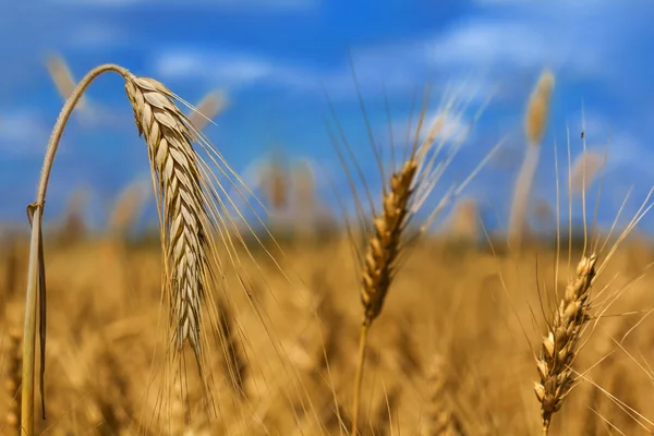 Closeup wheat ear — Stock Photo, Image