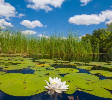 Beautiful white lily on a lake