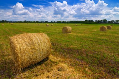 buğday alan bir hasat sonra