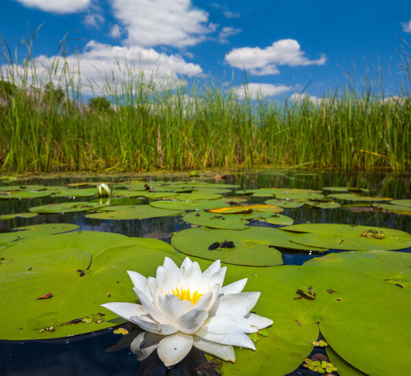 White lily floating in a water