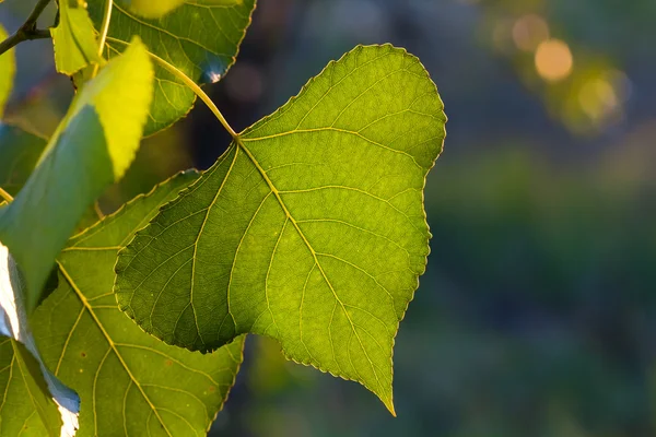 Hoja verde de primer plano —  Fotos de Stock