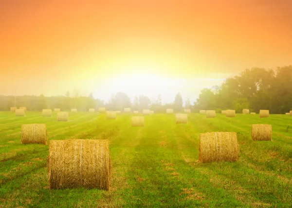 Summer wheat field after a harvest — Stock Photo, Image