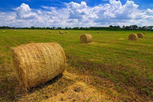 Wheat field after a harvest — Stock Photo, Image