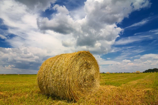 Campo de trigo de verano después de una cosecha — Foto de Stock