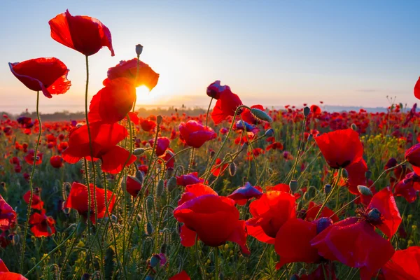 Early morning red poppy field scene — Stock Photo, Image