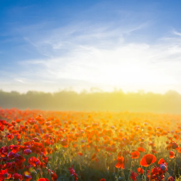 Sunrise over a poppy field — Stock Photo, Image
