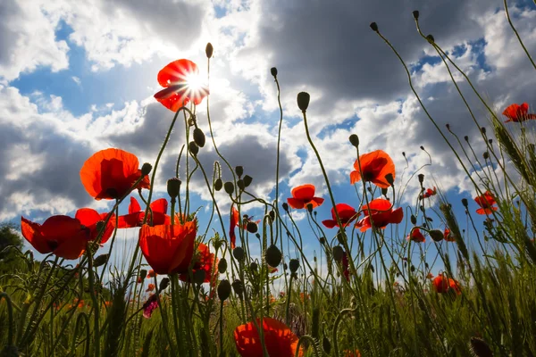 Röd vallmo i en strålar från solen — Stockfoto