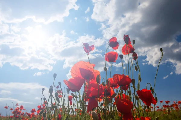 Red poppy in a rays of sun — Stock Photo, Image