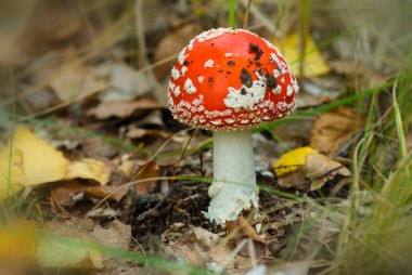 tatlı kırmızı flyagaric mantar