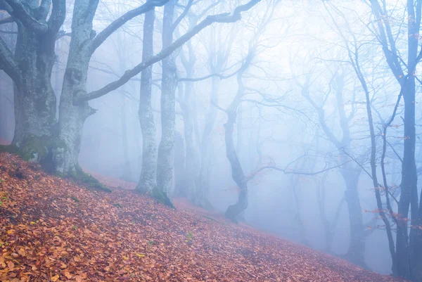 Floresta de Outono nebulosa — Fotografia de Stock