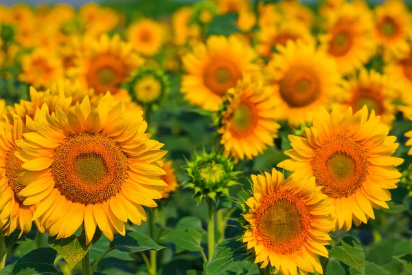 Closeup sunflower background — Stock Photo, Image