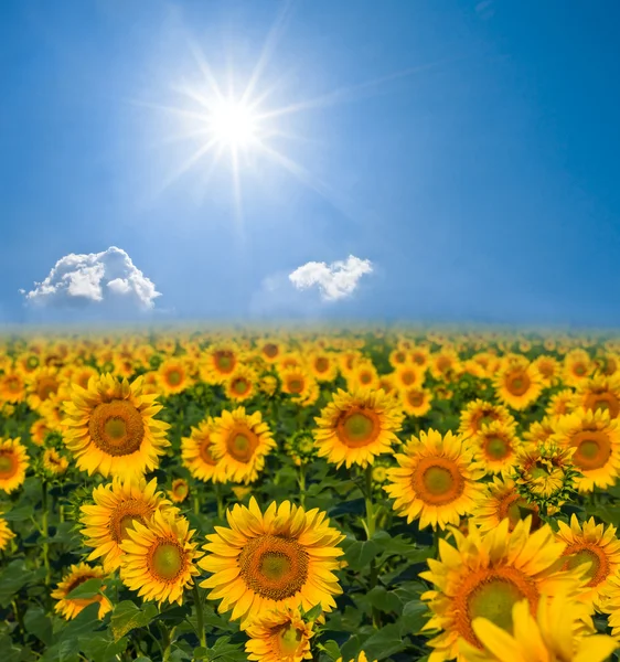 Sunflower field by a sunny day — Stock Photo, Image