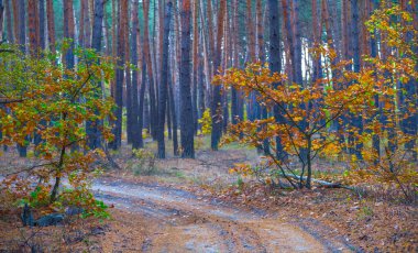 Kızıl kurak ormanda yer yolu, sessiz sonbahar ormanı.