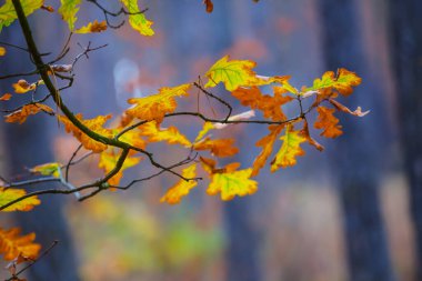 Ormanda kırmızı ağaç dalları mevsimsel doğal arkaplan